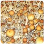 Псилоцибиновые (галлюциногенные) грибы в Стрежевом Psilocybin "Golden Teacher" Псилоцибиновые (галлюциногенные) грибы в Стрежевом Psilocybin "Golden Teacher"