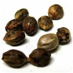 Семена марихуаны АК-47  (Seeds AK-47) в Стрежевом